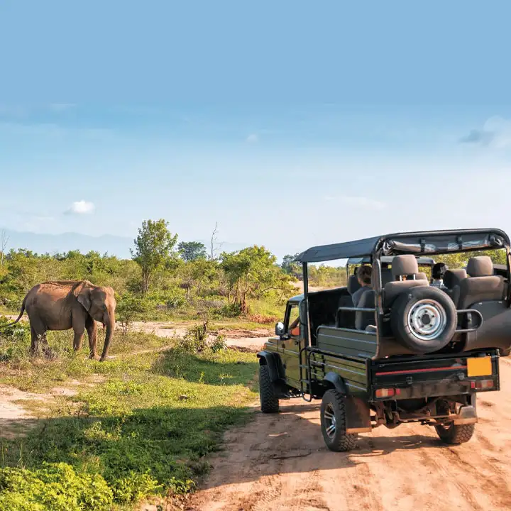 2.   Safari at Udawalawe National Park